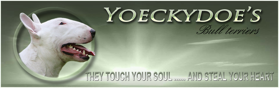 yoeckydoes